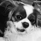 Millie the Dog head shot