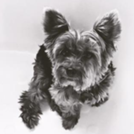 Toby Rodriguez head shot