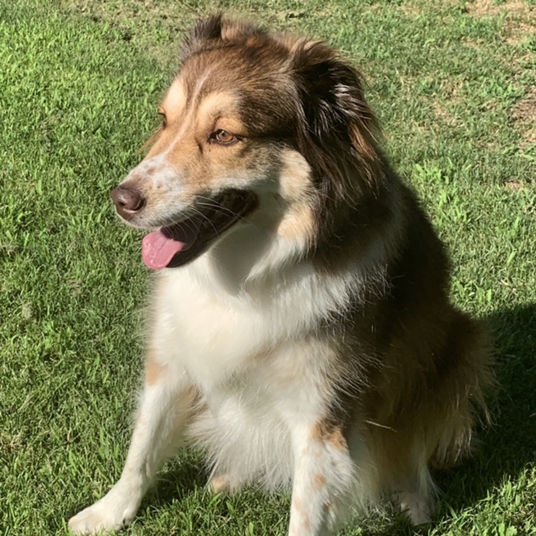 Brownie Higgins head shot