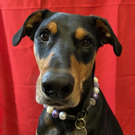 Lady Luna (2 yrs old) head shot