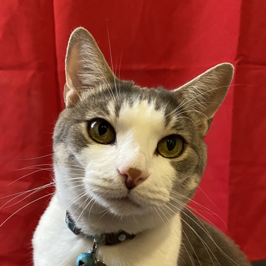 Sir Forest (4yrs old) head shot