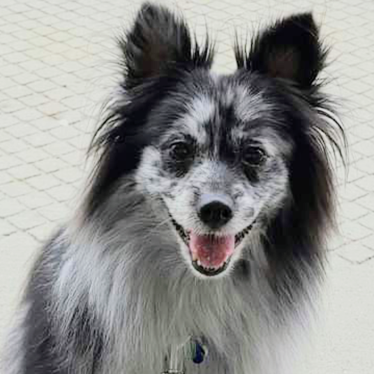 Blue trained by Joe Pierce & Sandee Thomas head shot