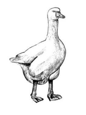 goose